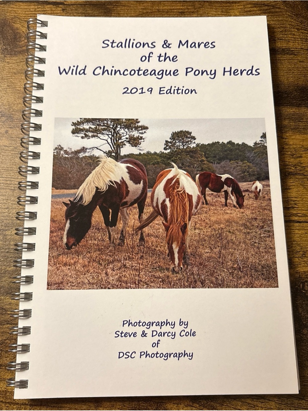 Stallions & Mares Of The Chincoteague Wild Ponies 2019 Edition - DSC Photography